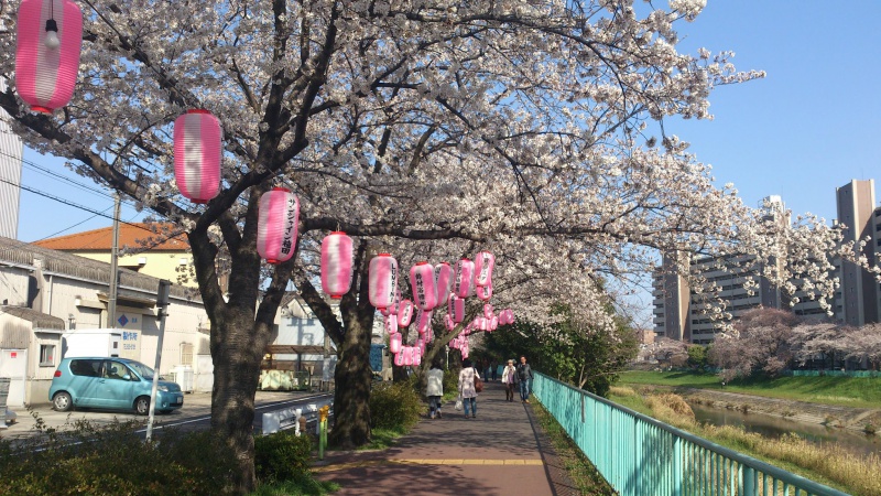 さくら2012 名古屋市天白区の天白川河川敷