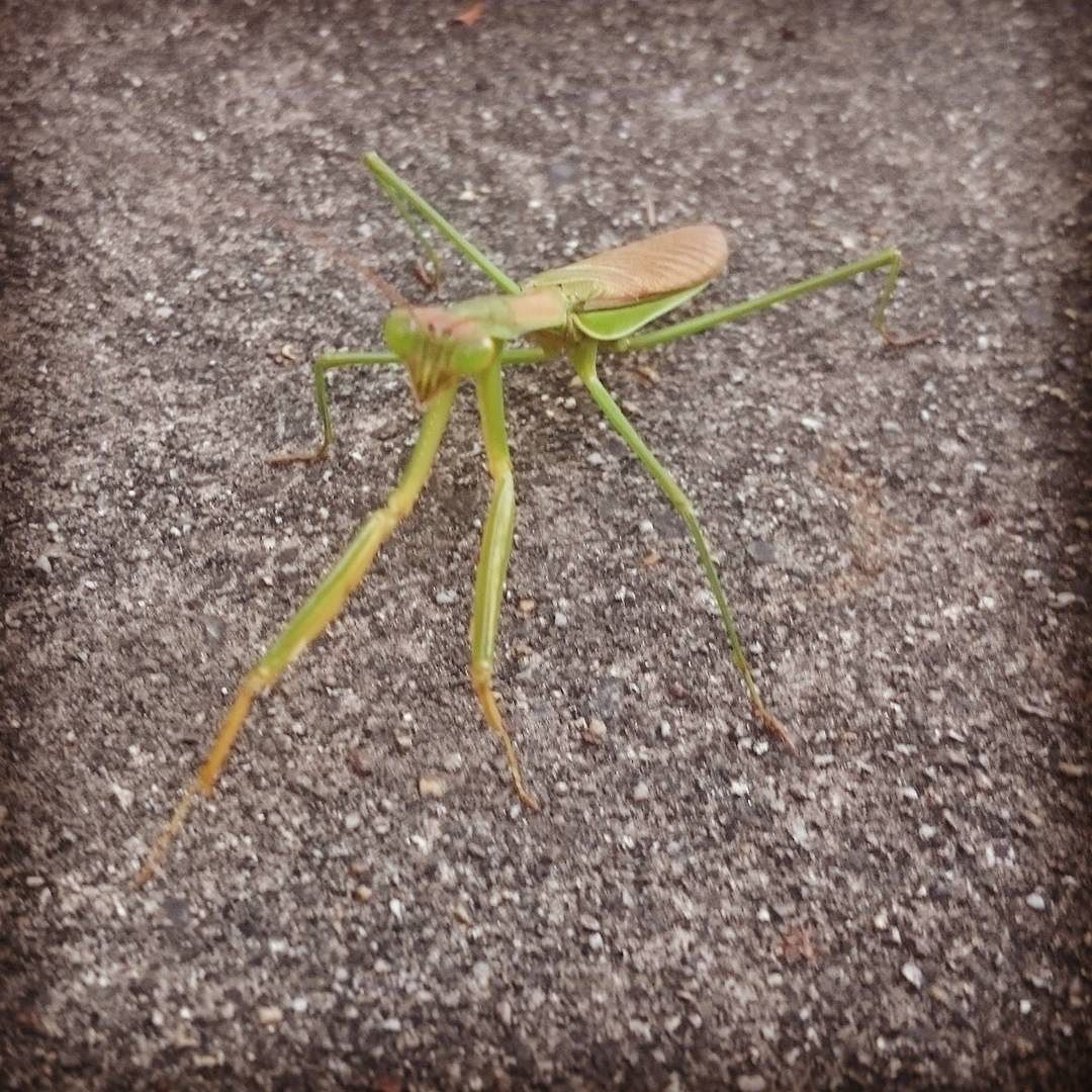 Mantis かまきり