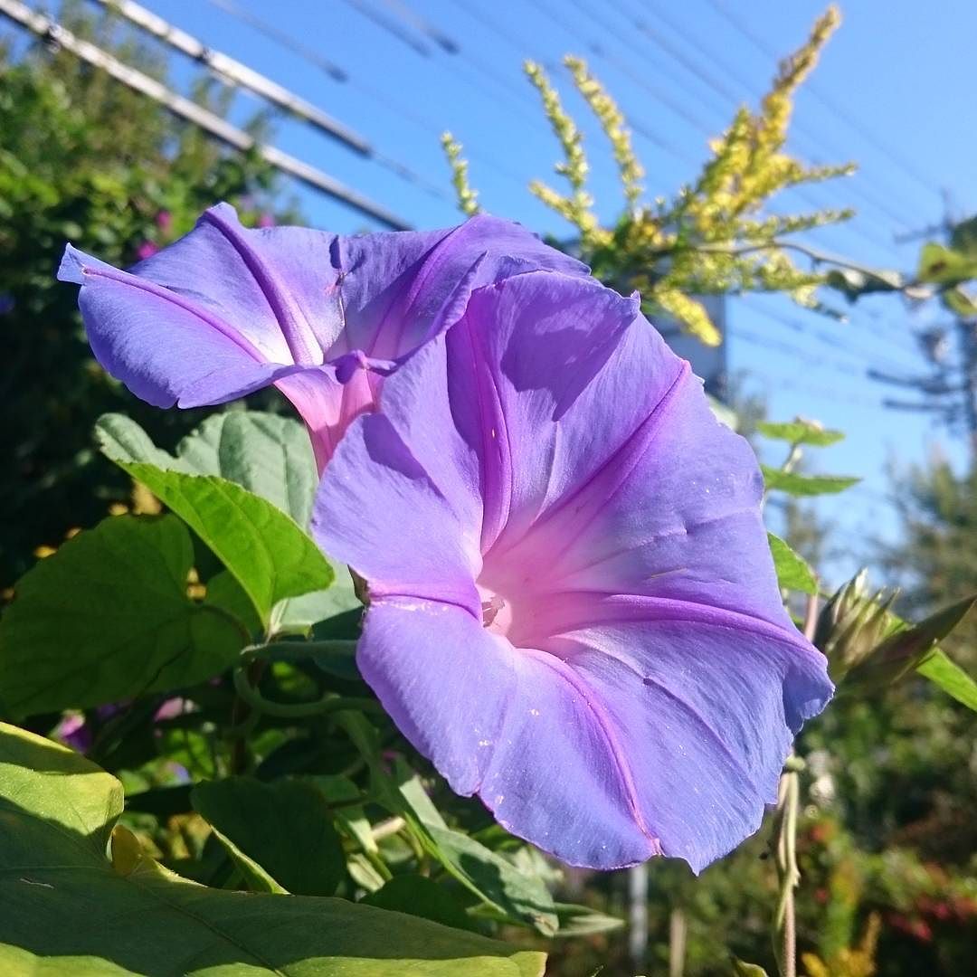 Autumn morning glory…