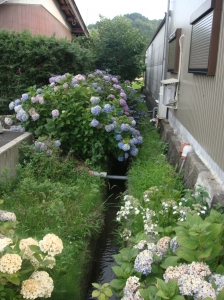 梅雨の風景