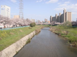 さくら2010 名古屋市天白区の天白川河川敷