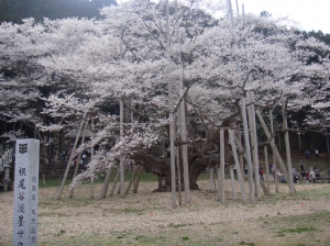 さくら2010 岐阜県本巣市の薄墨桜