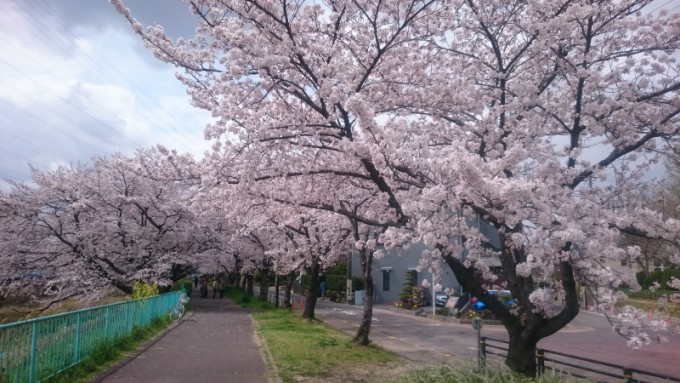 天白川沿いの桜を花見してみる