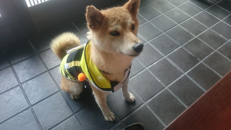 Beeな犬…