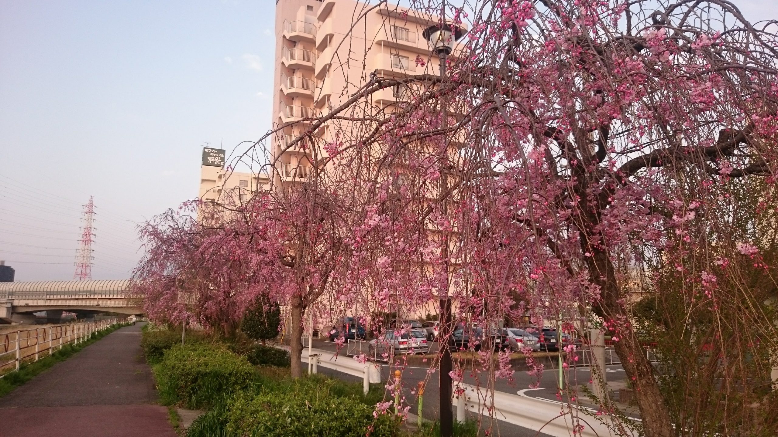 名古屋市にある天白川の桜を眺めてみる