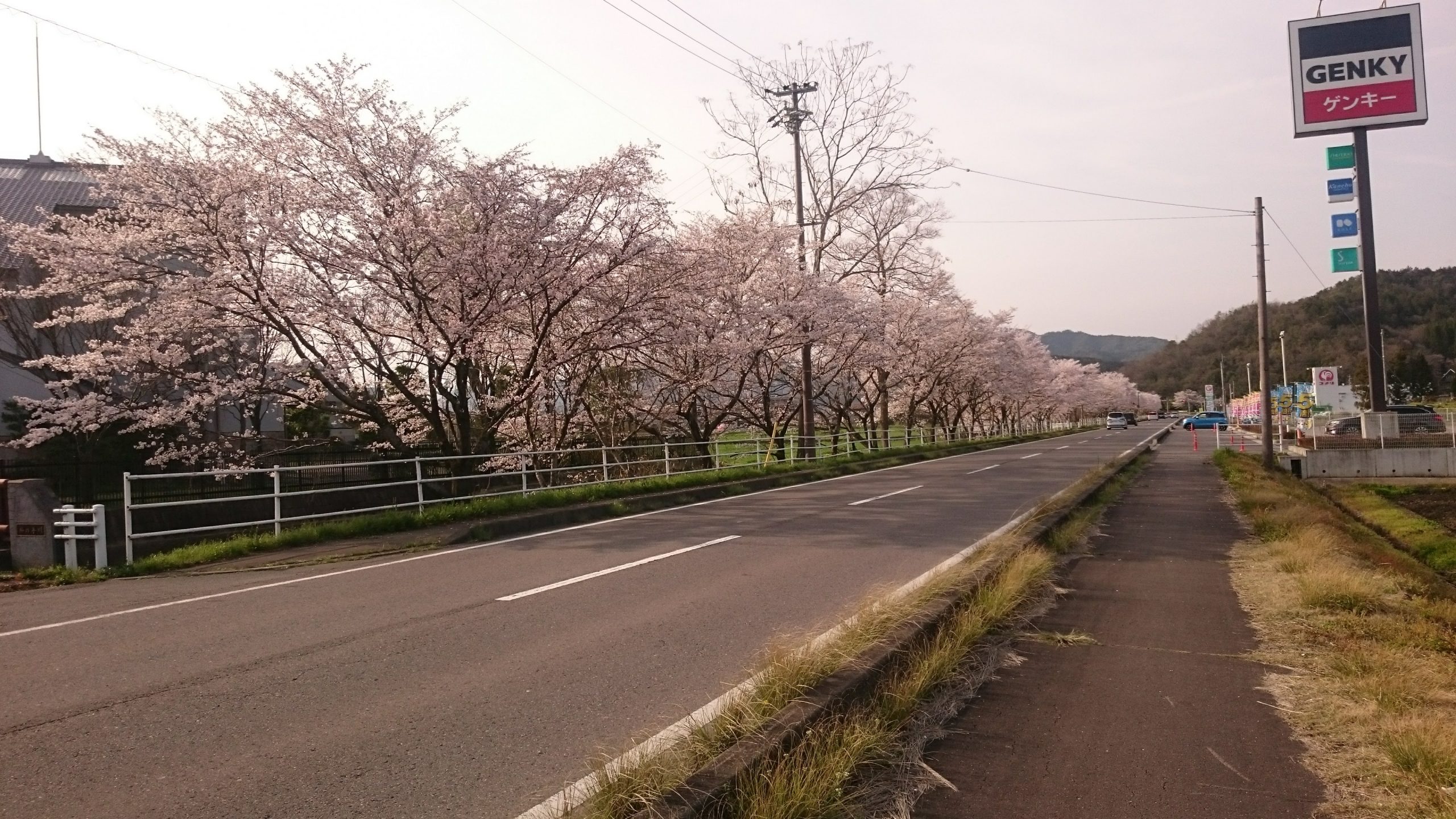 岐阜県関市武芸川町にある桜の並木道を眺めてみる