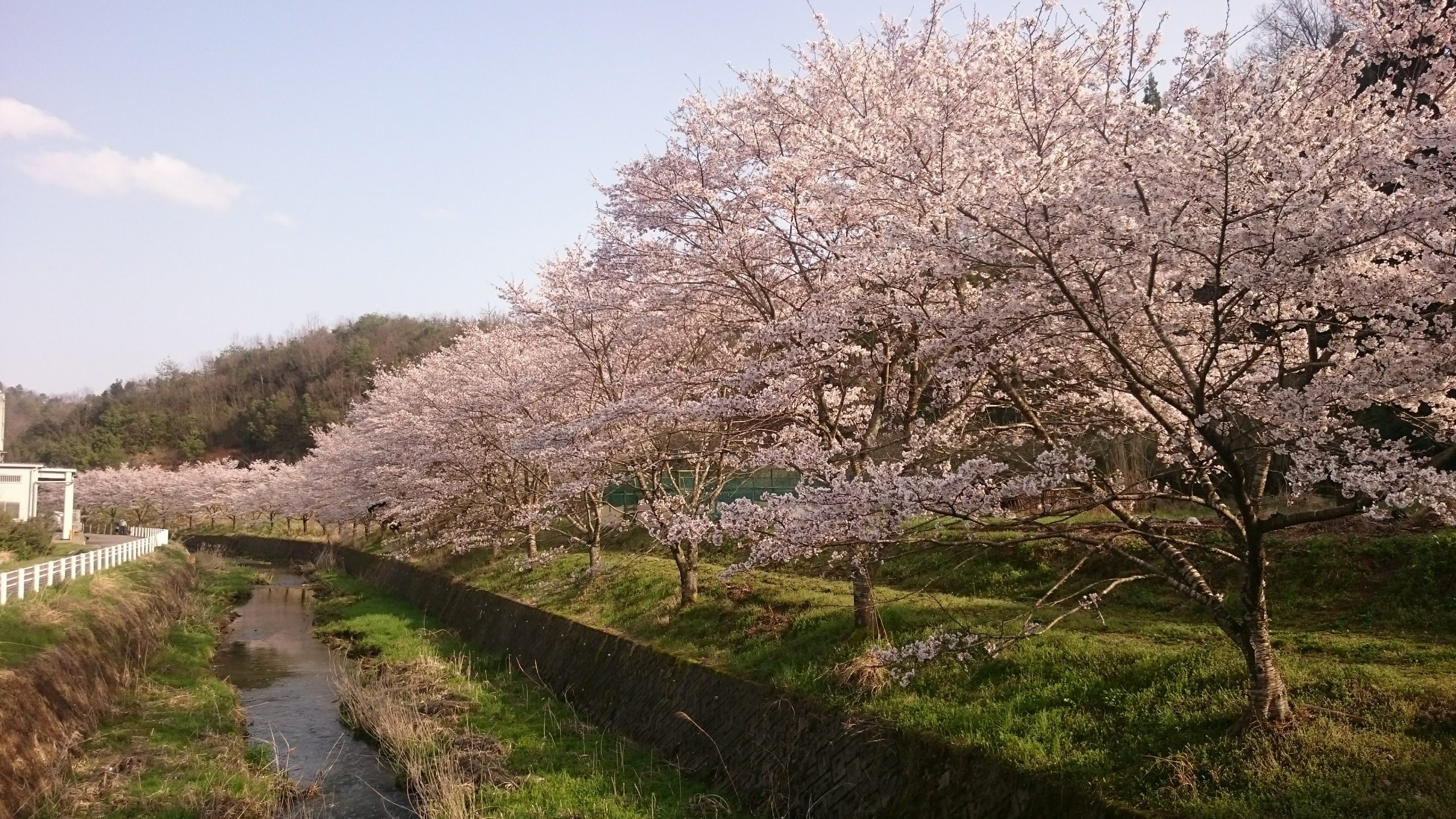 岐阜県山県市の旧美山町にあるエゴ川沿いの桜の並木道を眺めてみる