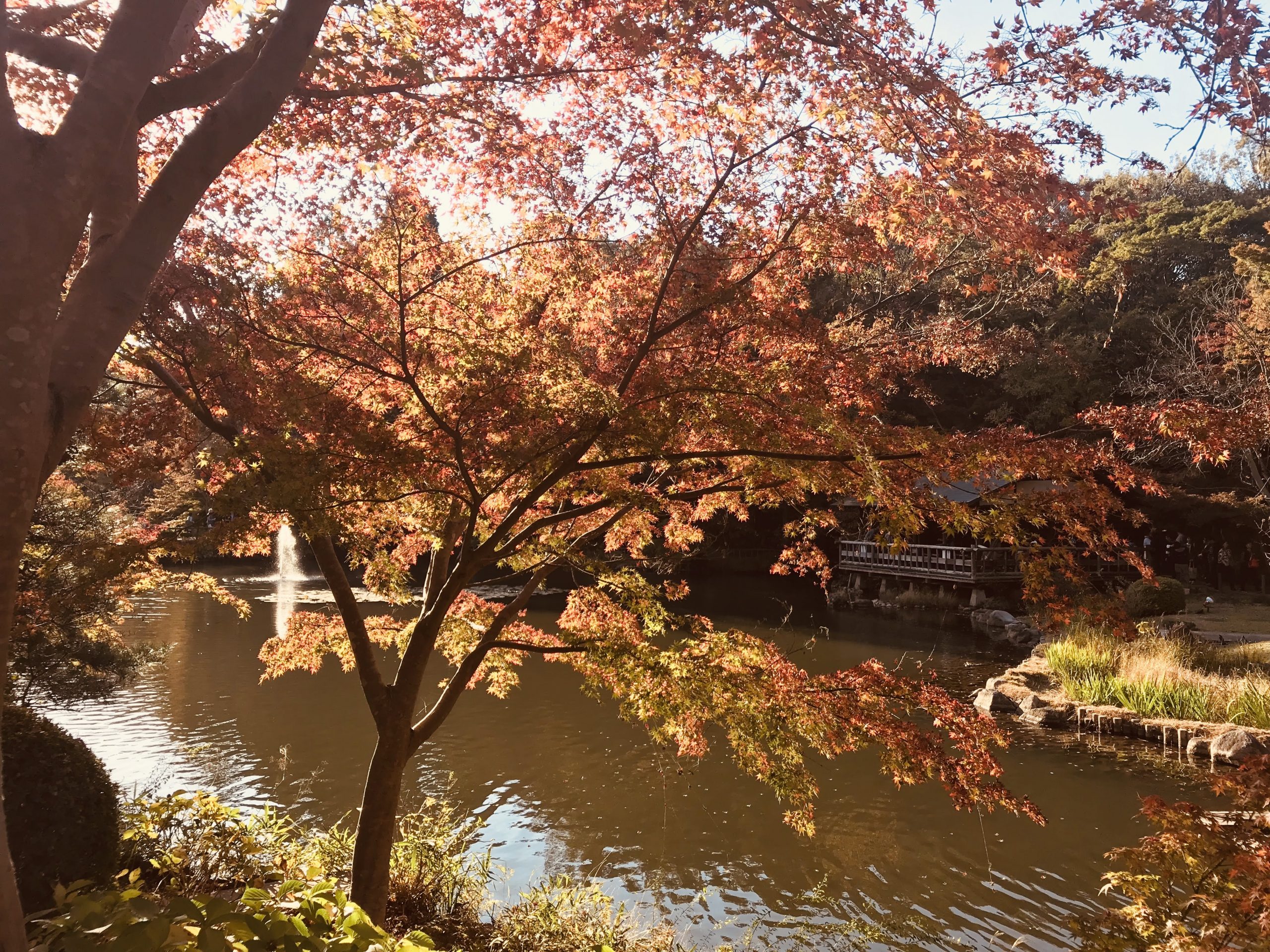 名古屋にある動物園 東山動植物園で紅葉を眺めてみる