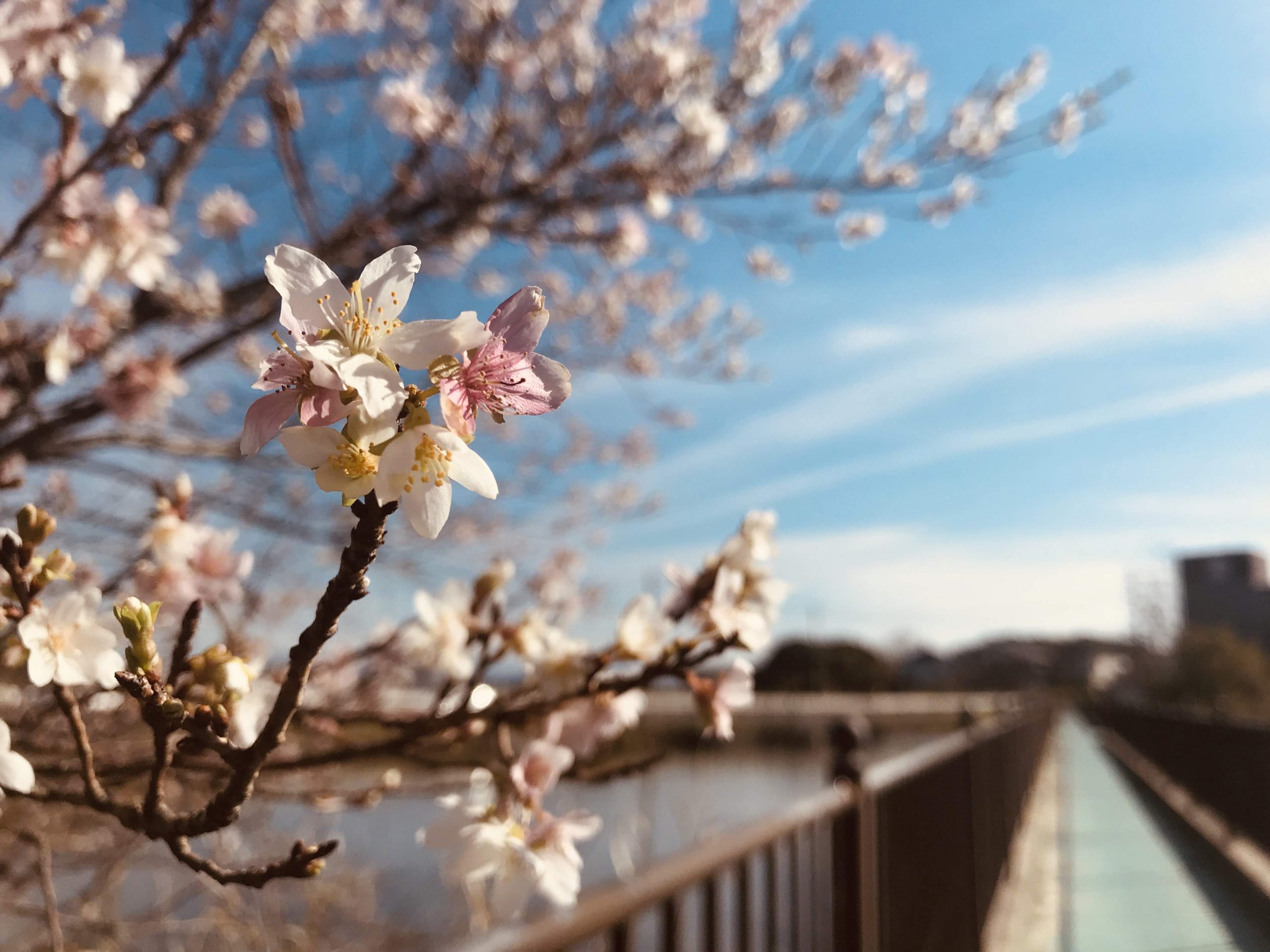 愛知県の桝池親水公園で紅葉な秋に咲く桜を眺めてみる