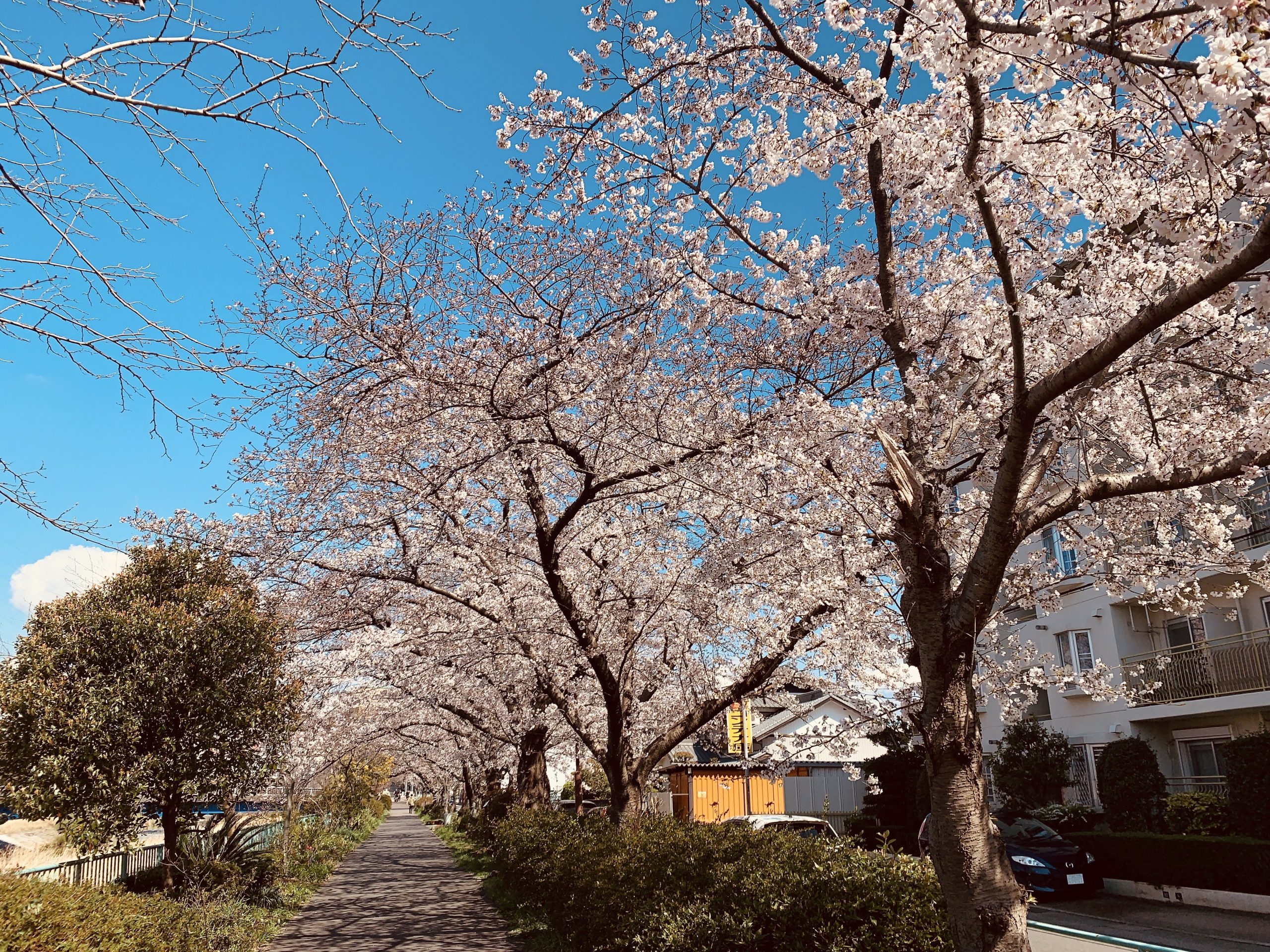 名古屋市天白区の天白川沿いを花見をしながら散策してみる