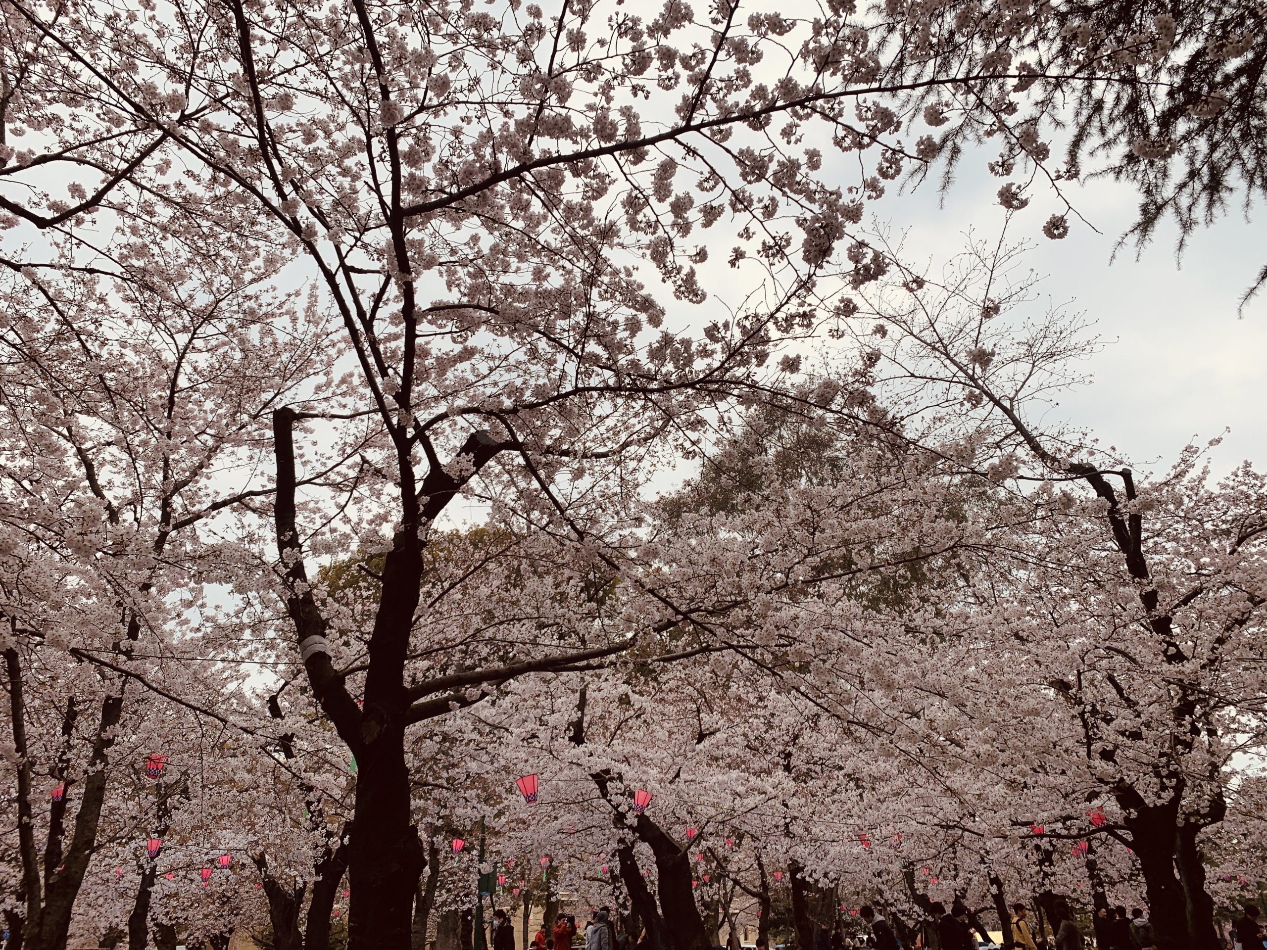 愛知県名古屋市の鶴舞公園で2週にわたって花見をしてみる