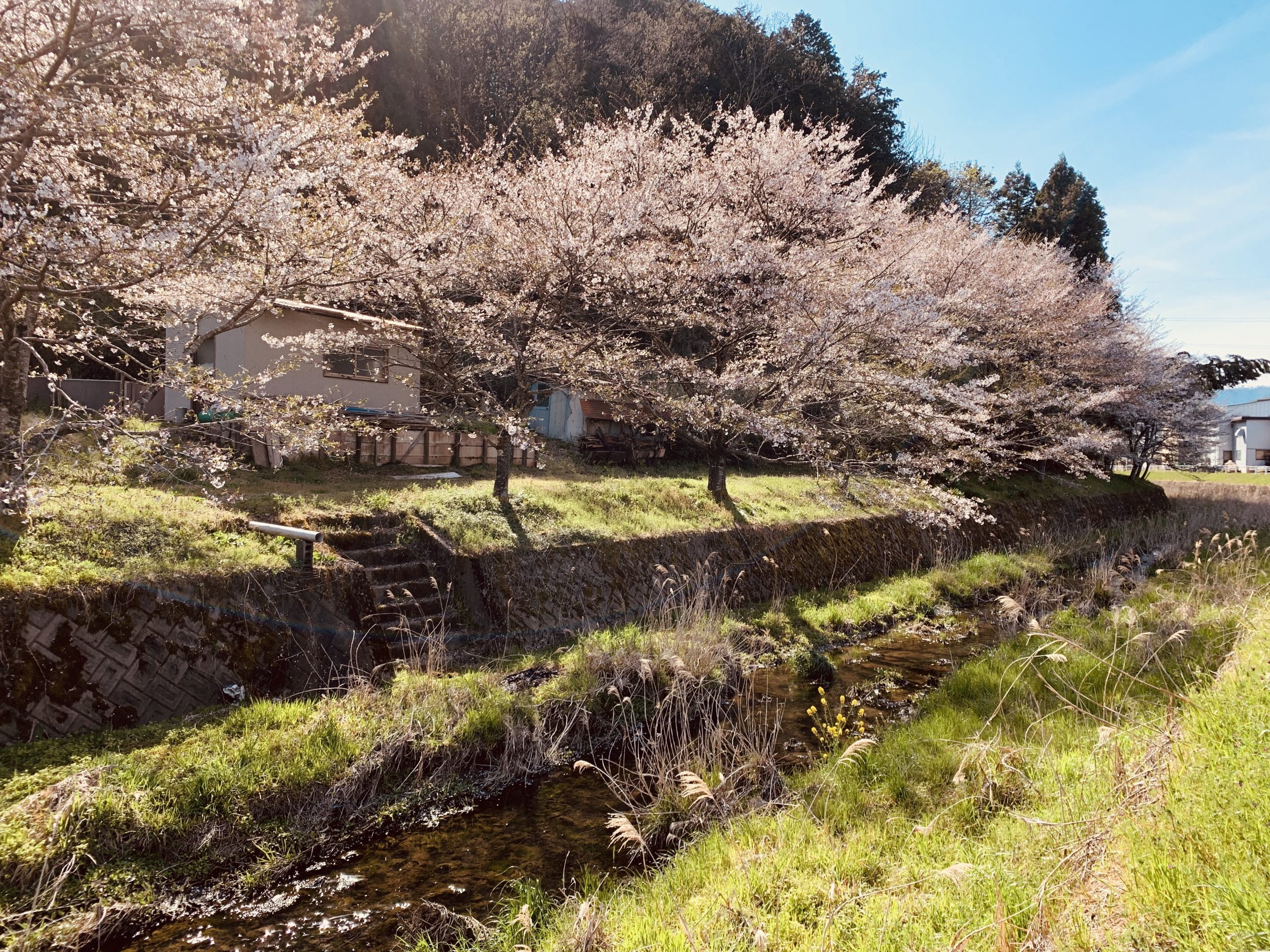 岐阜県山県市にある桜な並木道を眺めてみる