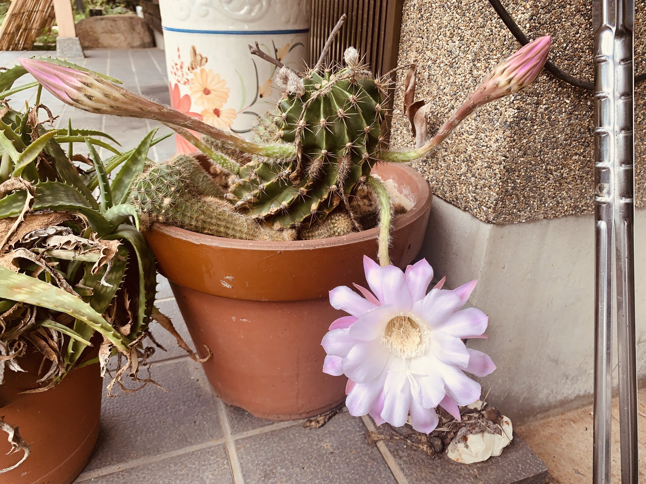 実家の鉢植えに咲いたサボテンの花を見てみる