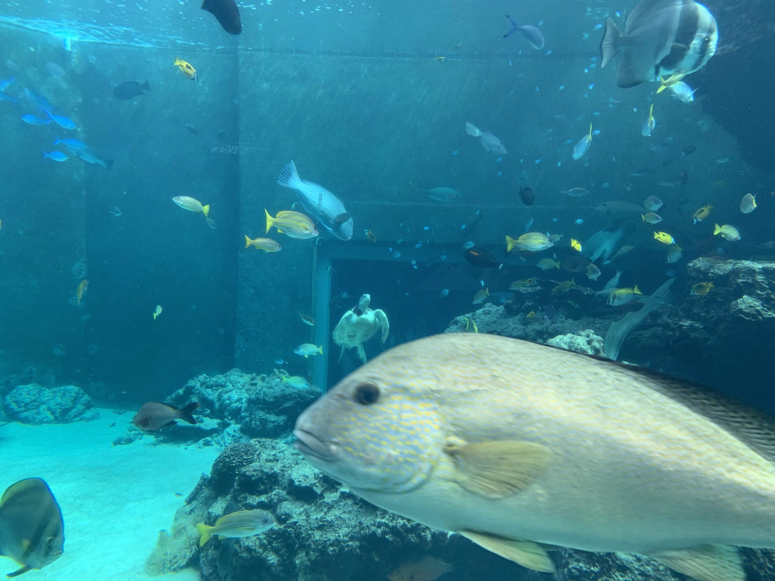 沖縄県の水族館 美ら海水族館で魚たちを眺めてみる