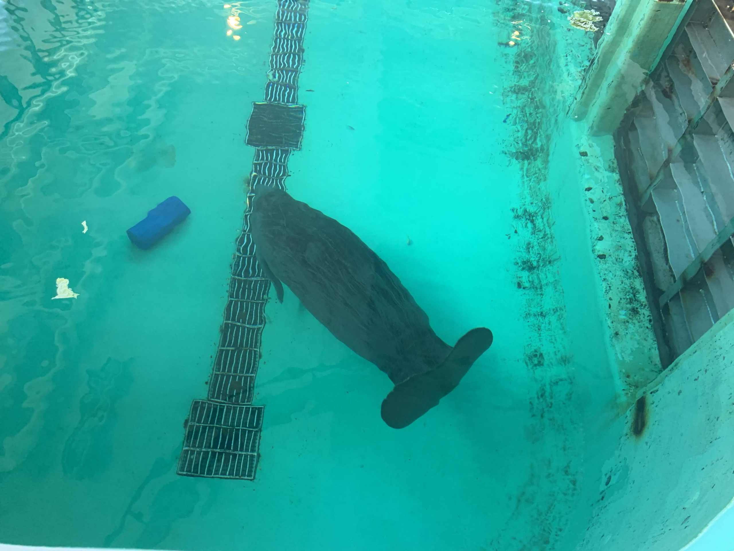 沖縄県にある海洋博公園 マナティー館でマナティーを眺めてみる