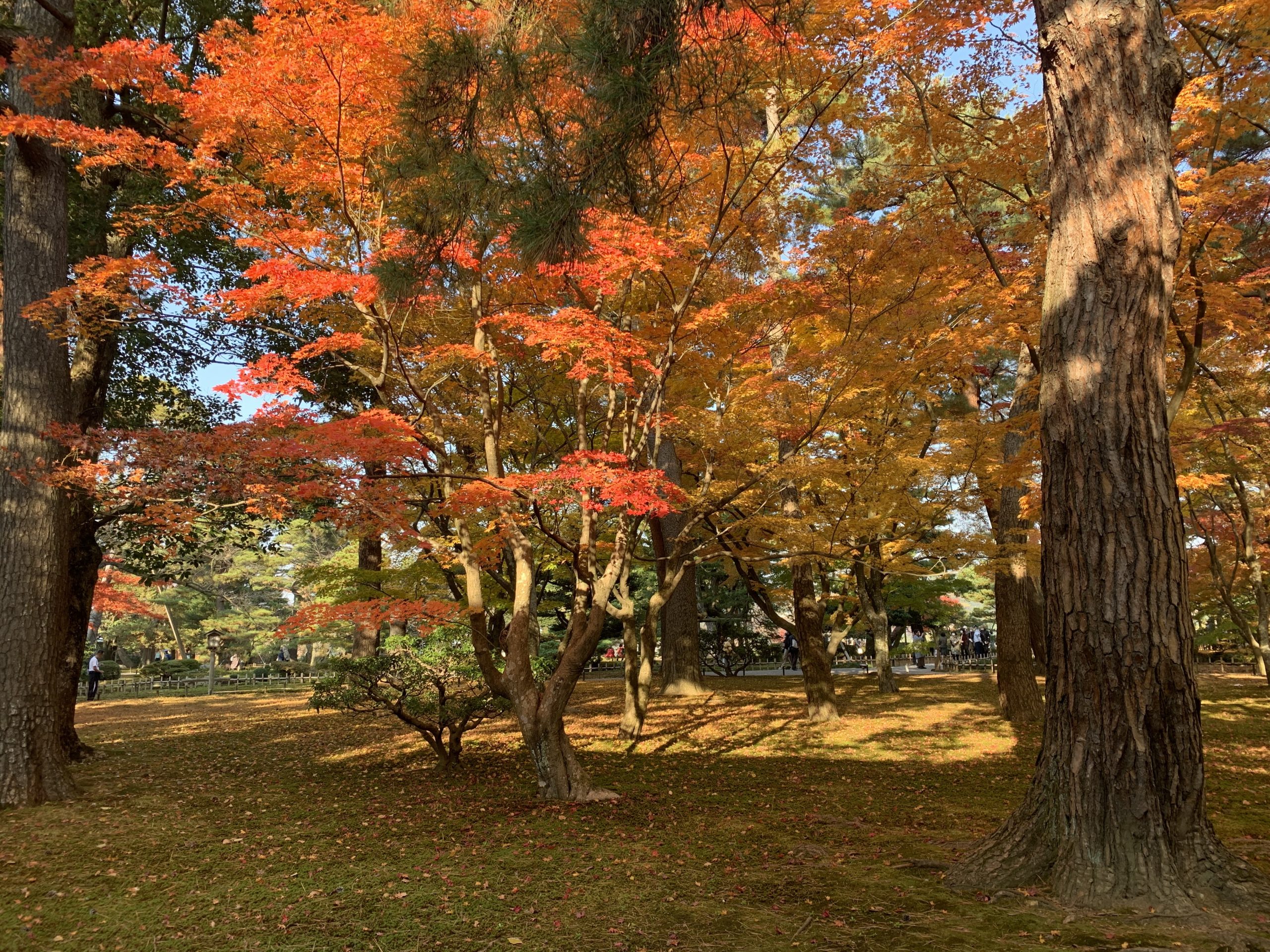 石川県金沢市の兼六園を散策してみる