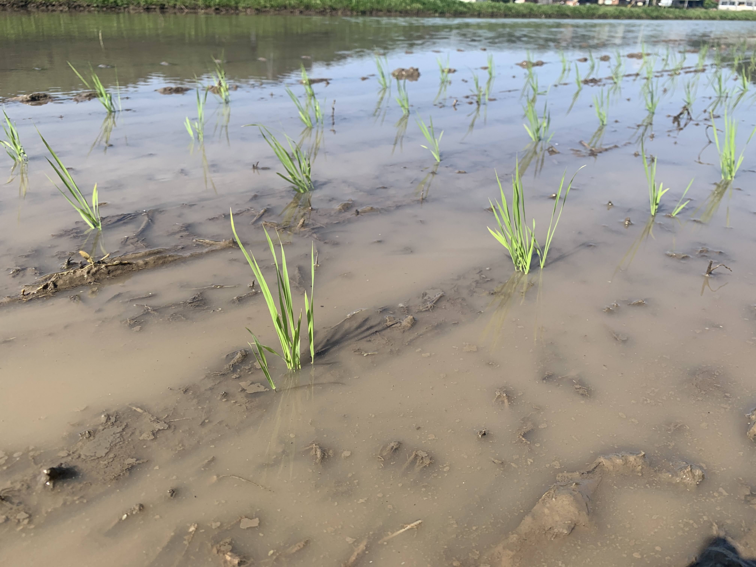 田植えをしてみる