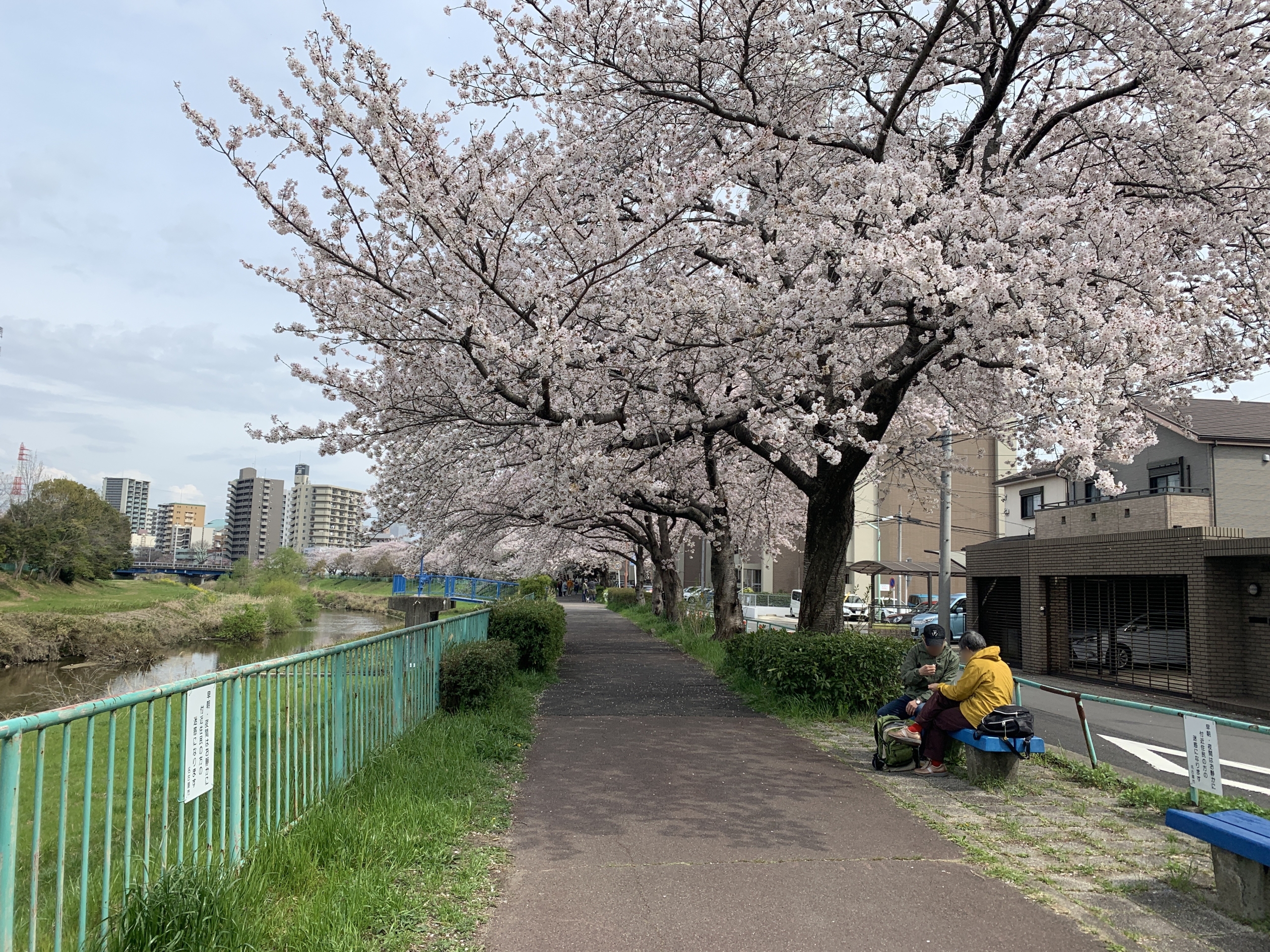 名古屋市天白区の天白川沿いの桜を眺めながら散策してみる