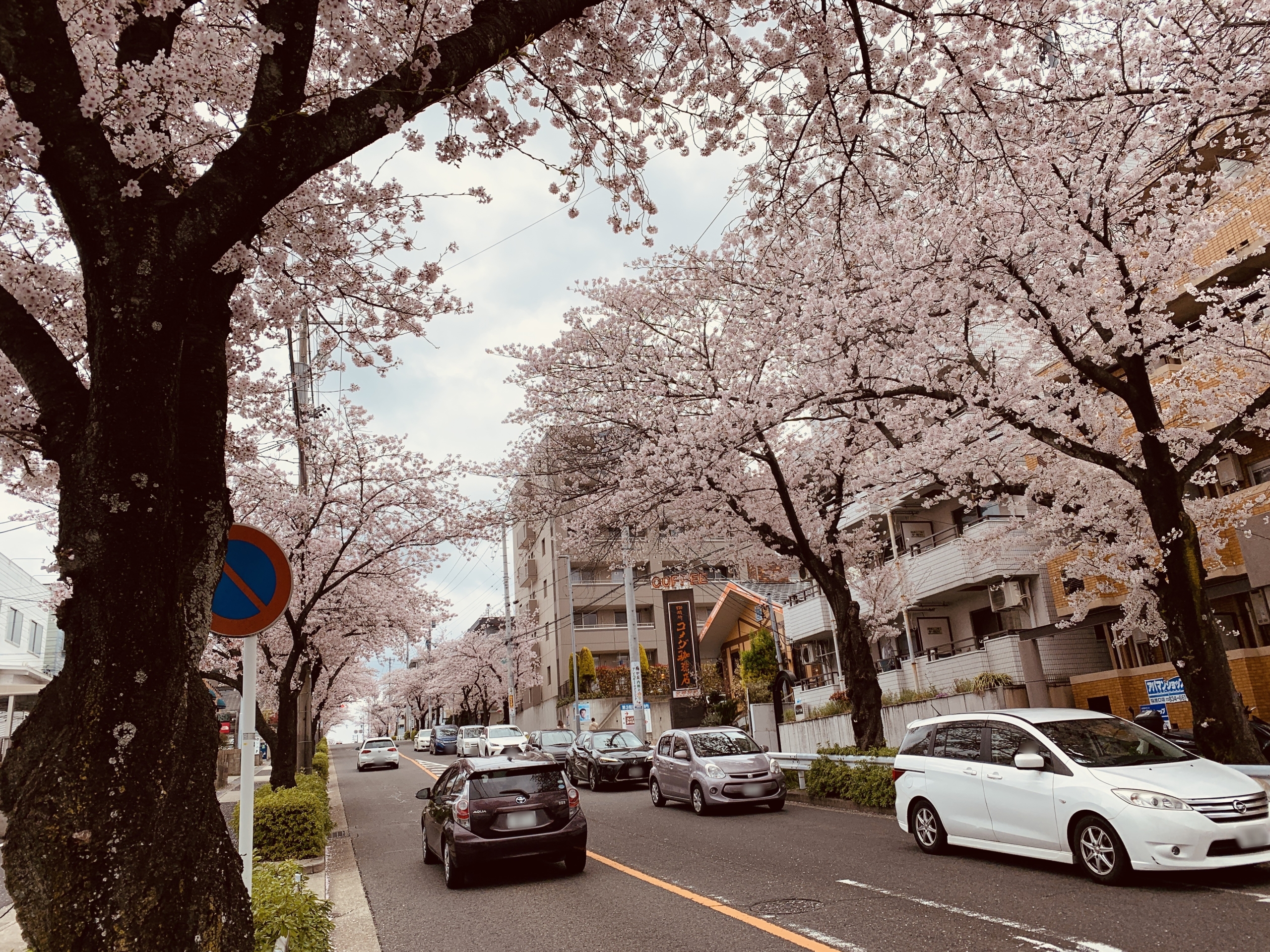 名古屋市天白区の植田駅付近にある桜な並木道を散策してみる