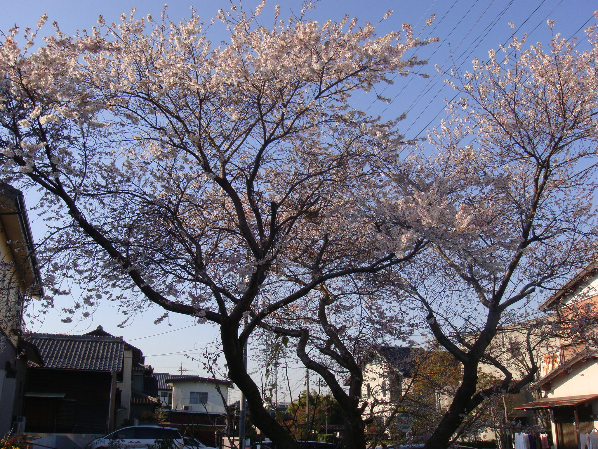 季節はずれの桜