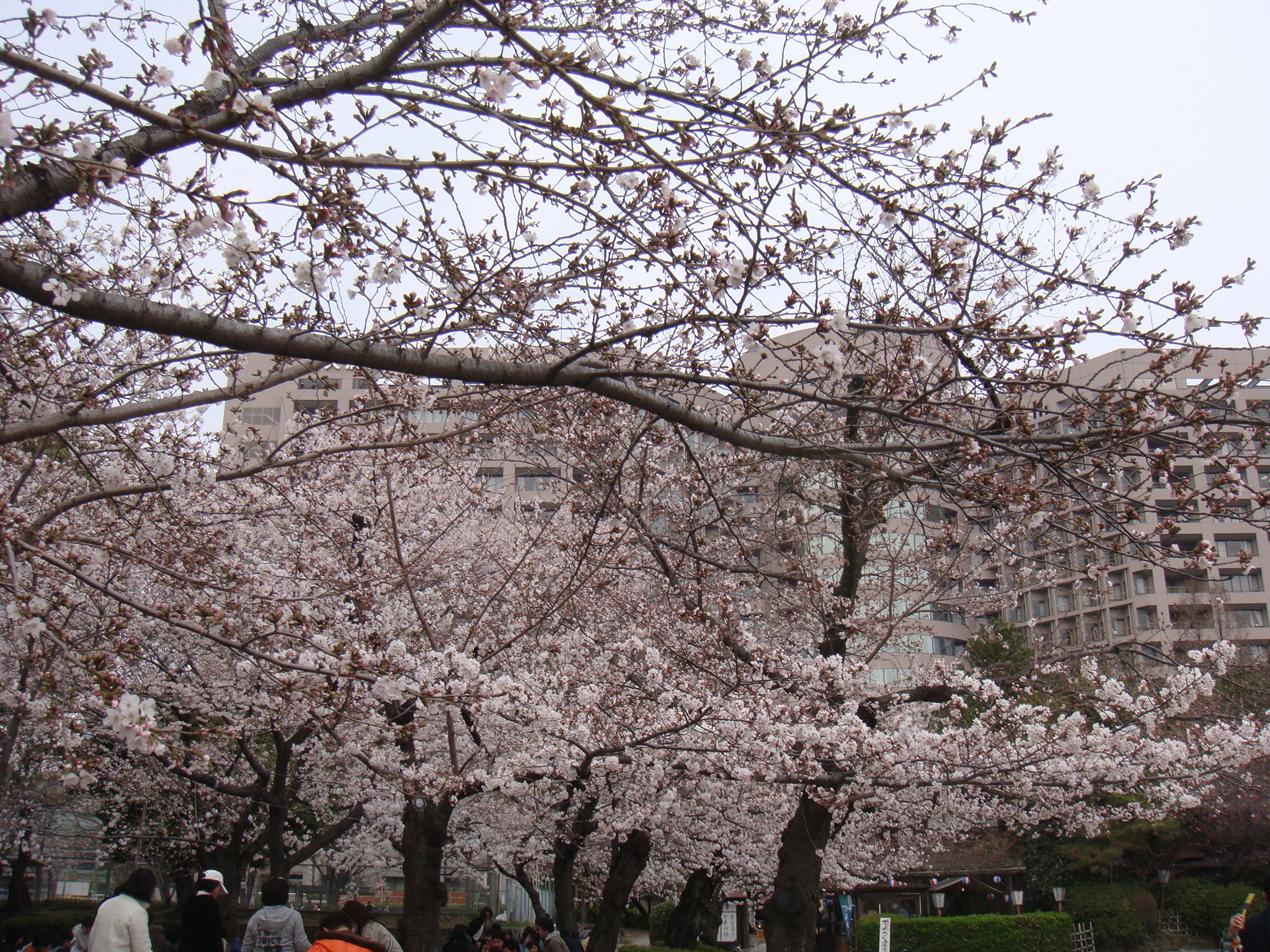 さくら2011 鶴舞公園