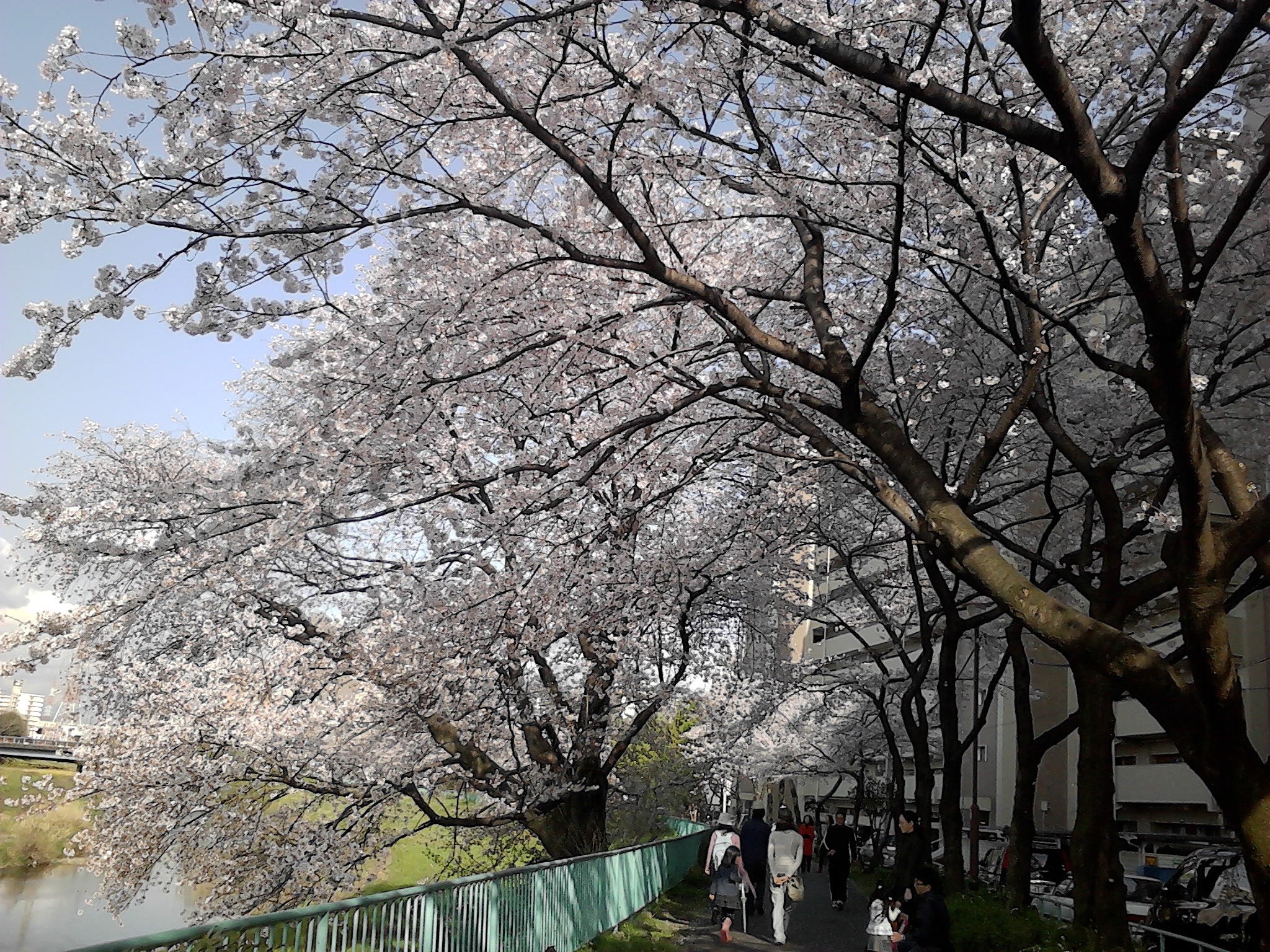 さくら2011 名古屋市天白区の天白川河川敷