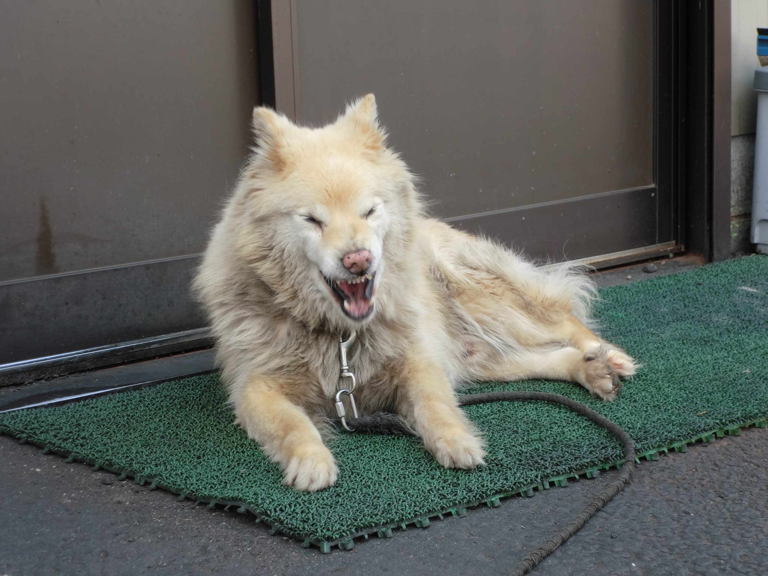 シャー犬