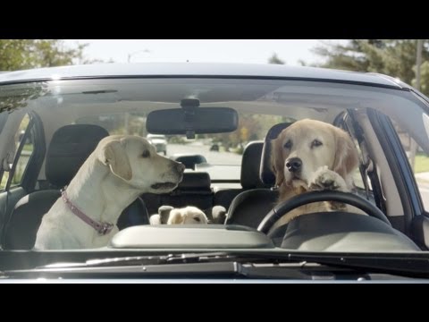 Subaruの犬たちなCMにフフってなる